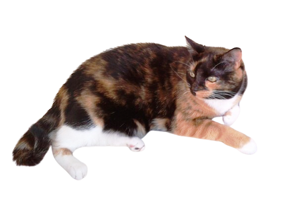 Katze Gwyn ohne hintergrund