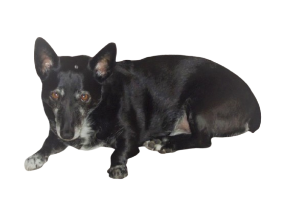 Merlin transparent